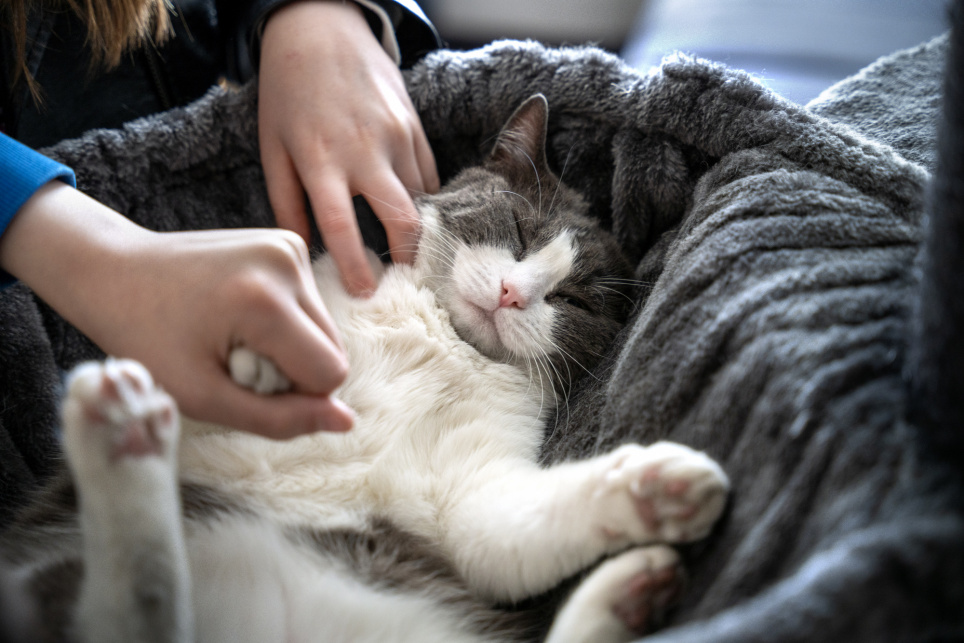 Toen twee leerlingen uit huis werden geplaatst, raakte kat Coco zoek. Brugfunctionaris Erwin van den Oever vond de kat, zocht voor hem een nieuw huis en gaat er nog regelmatig met de kinderen naartoe. “Dan kunnen ze lekker knuffelen. Coco is het enige wat over is van hun thuis.” foto: Mylène Siegers  